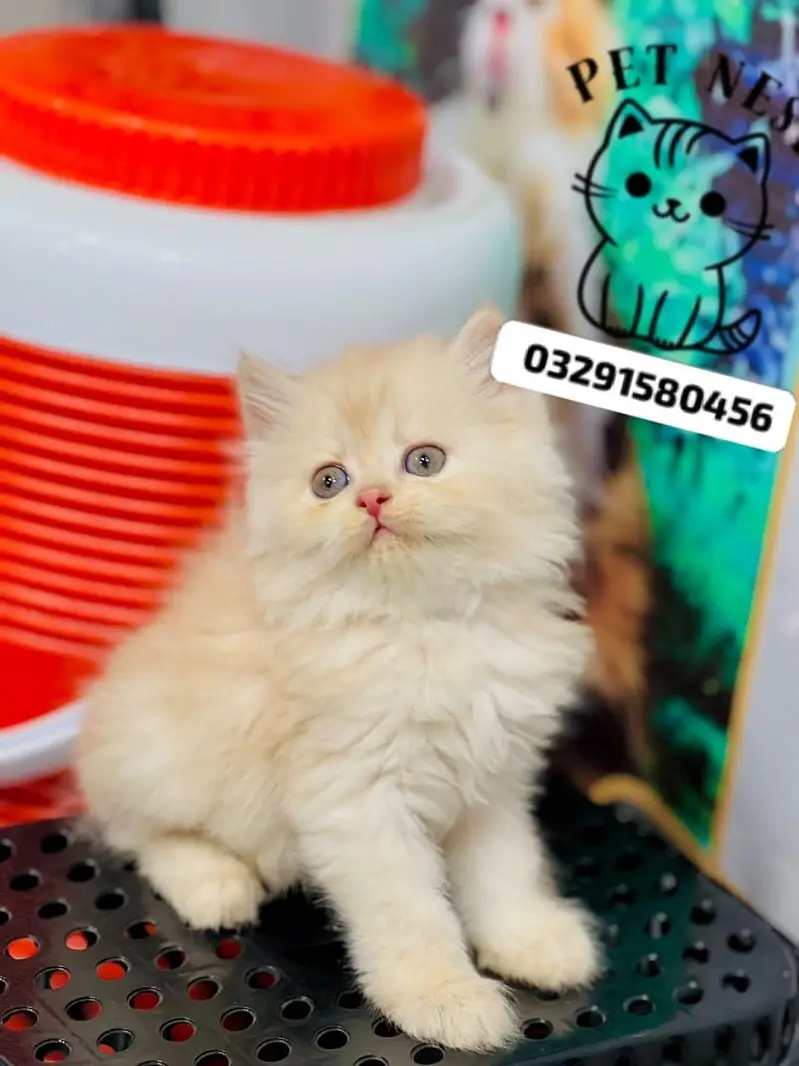cash on delivery parshion kitten cat male female — photo 10
