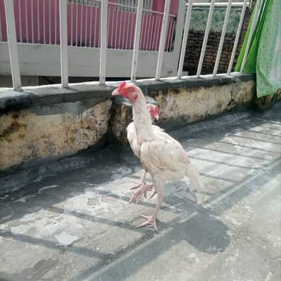 Aseela heera patha | Bareeder madi and patha for sale