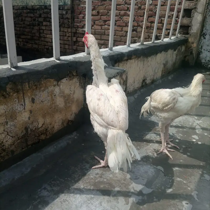 Aseela heera patha | Bareeder madi and patha for sale — photo 2