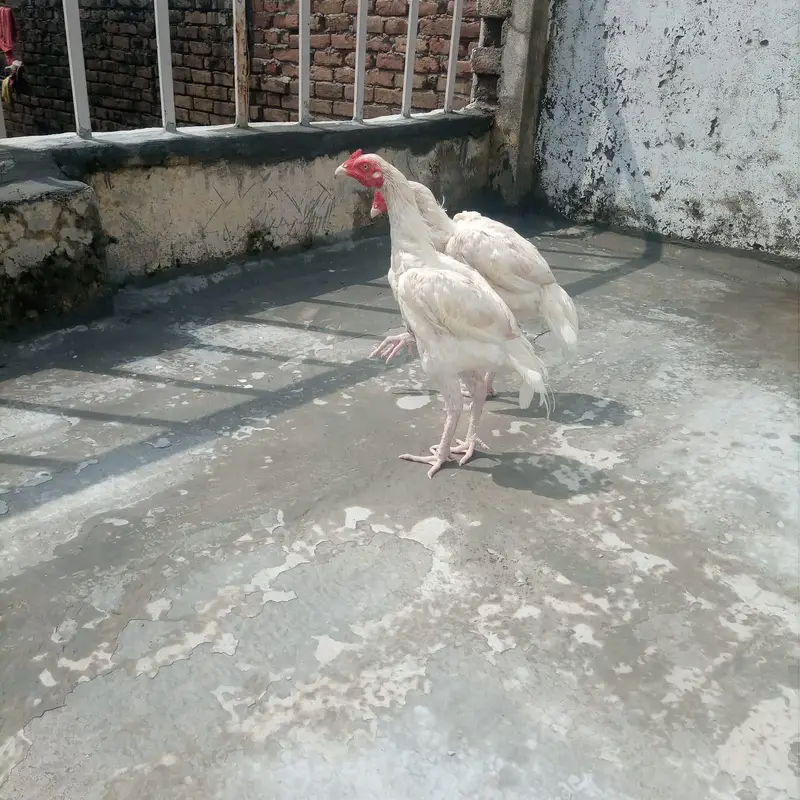 Aseela heera patha | Bareeder madi and patha for sale — photo 3