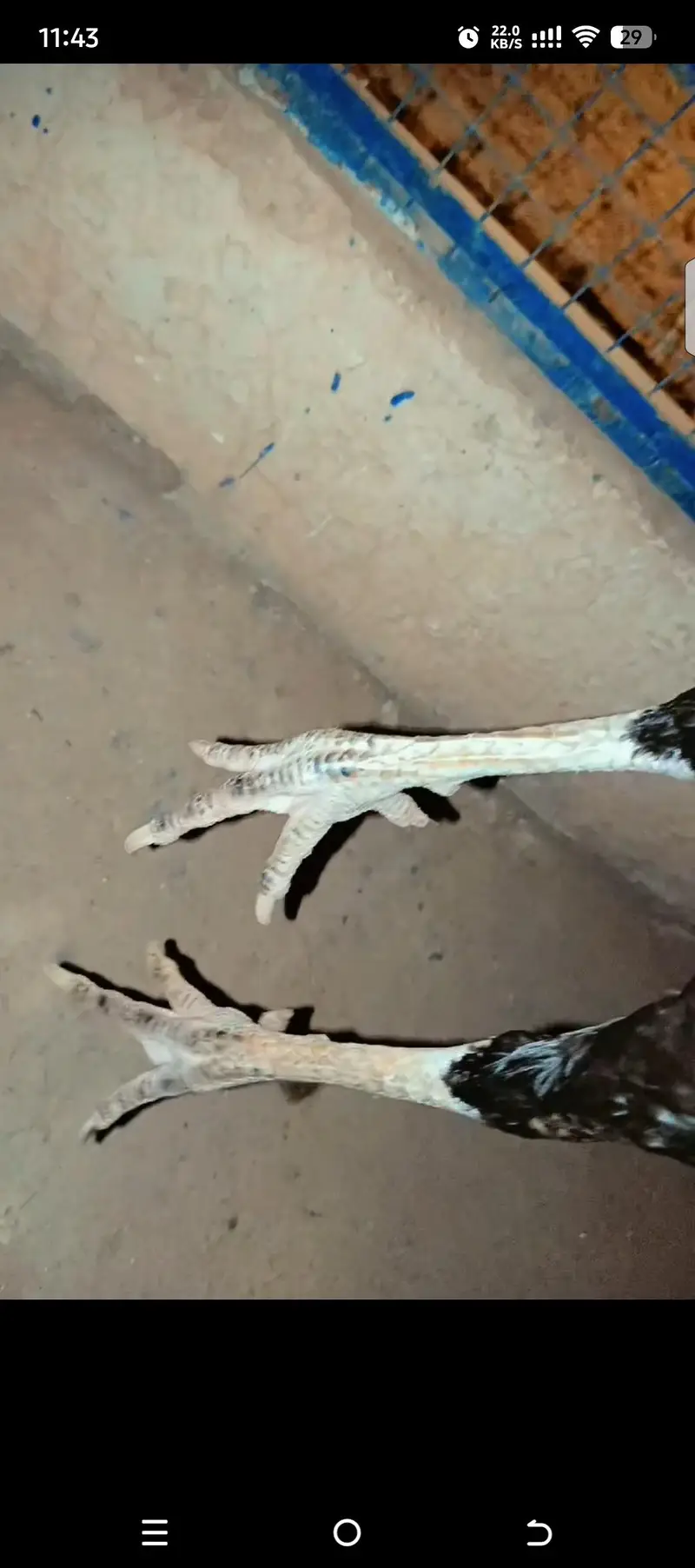 Breeders pics are attached eatch 17k — photo 10