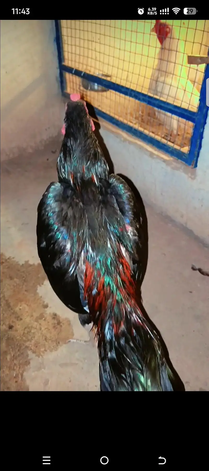 Breeders pics are attached eatch 17k — photo 11