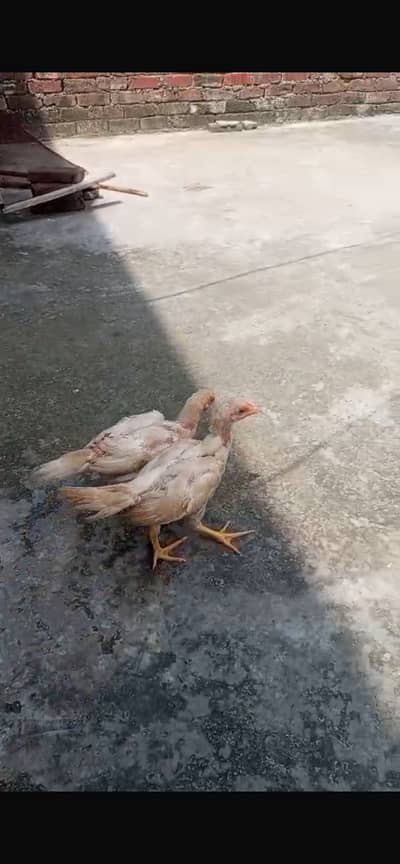 Aseel  shamo Chicken Pair 2 Months Old For Sale