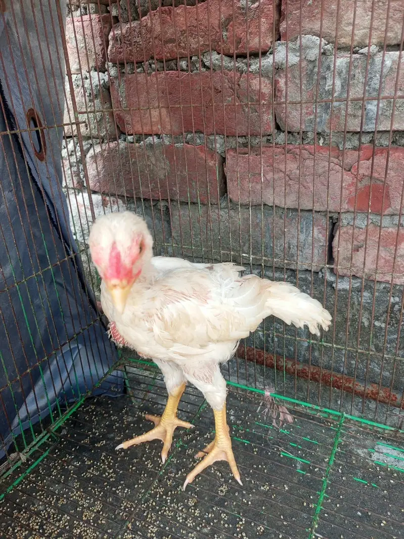 Aseel  shamo Chicken Pair 2 Months Old For Sale — photo 2
