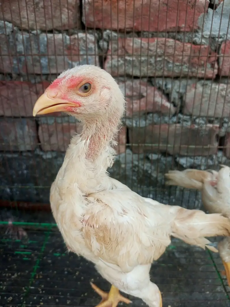 Aseel  shamo Chicken Pair 2 Months Old For Sale — photo 3