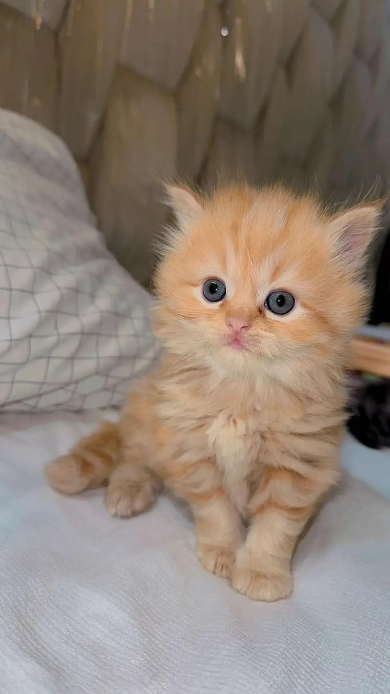 cash on delivery parshion kitten cat male female — photo 2
