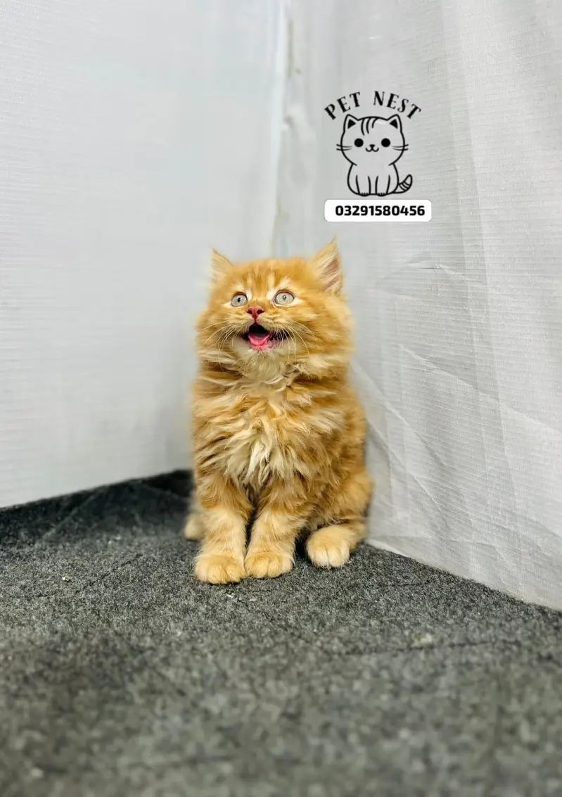 cash on delivery parshion kitten cat male female — photo 3