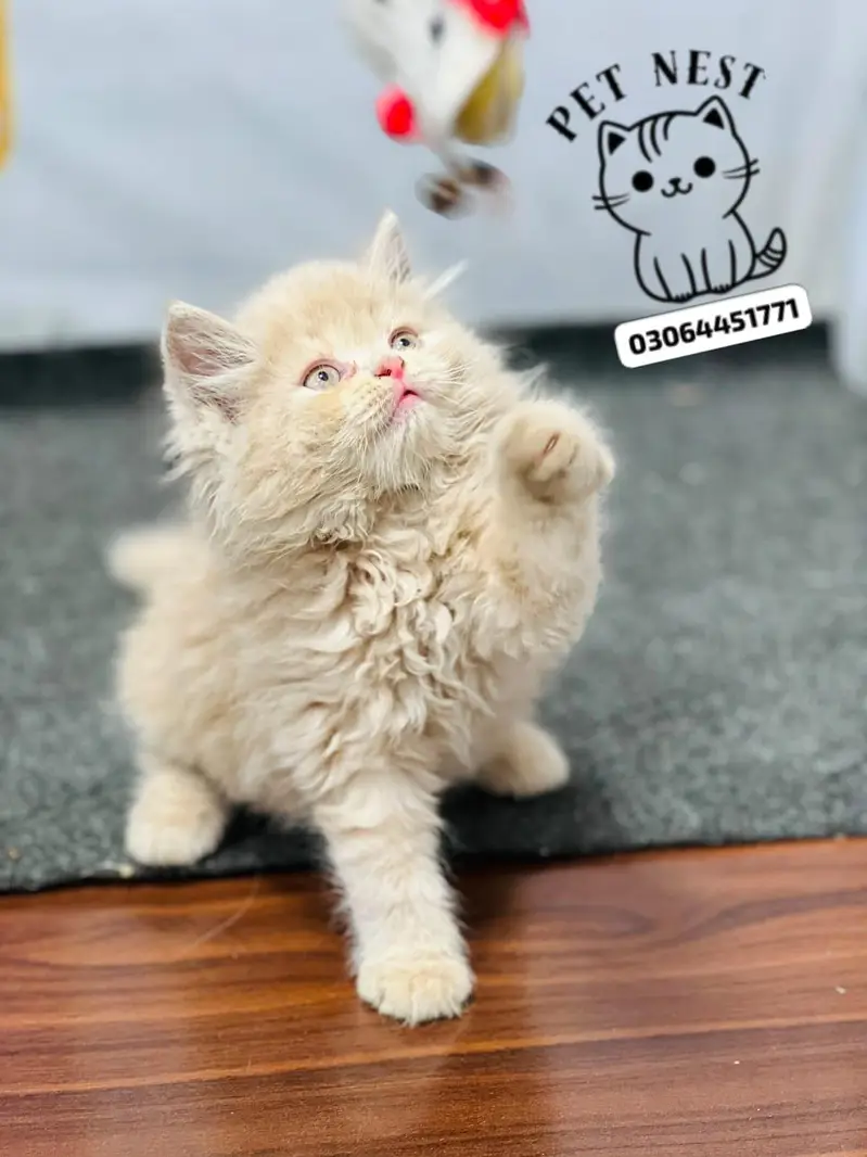 cash on delivery parshion kitten cat male female — photo 7