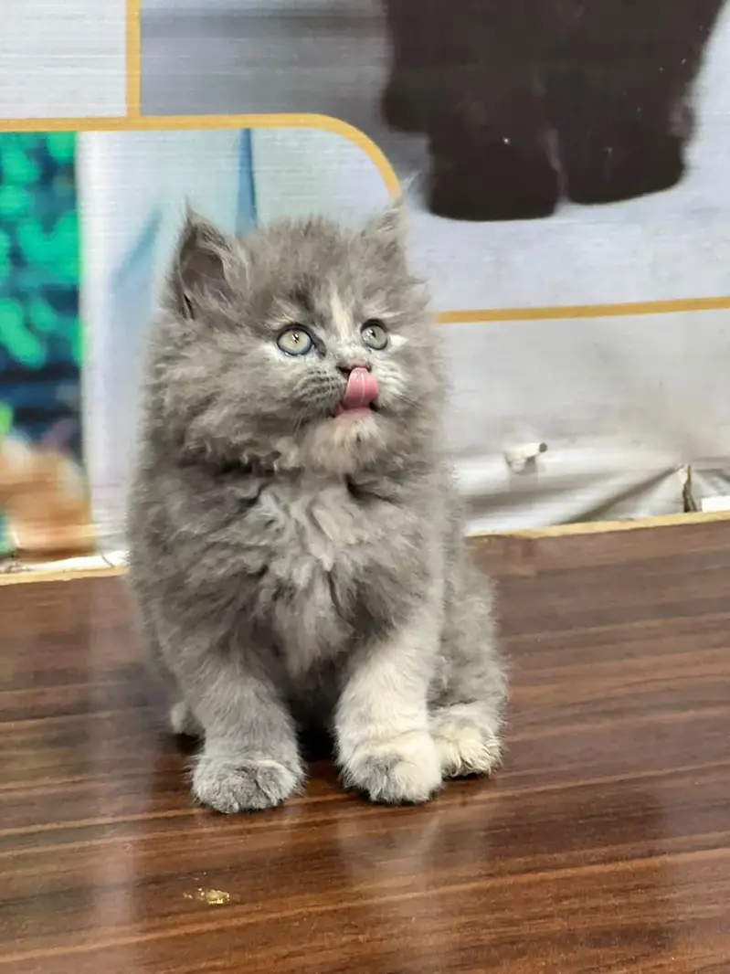 cash on delivery parshion kitten cat male female — photo 8