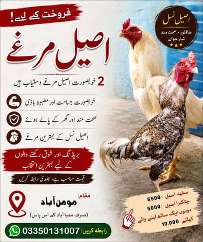 خالص سفید اسیل مرغا | White Aseel Rooster | صحت مند اور ایکٹو