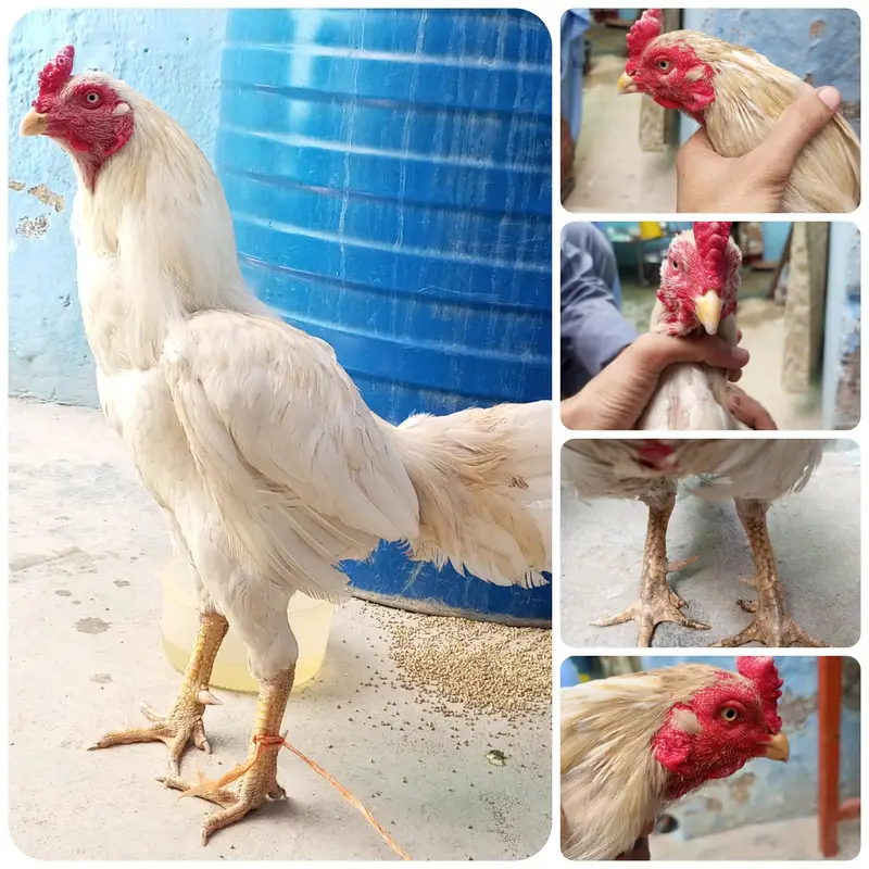 خالص سفید اسیل مرغا | White Aseel Rooster | صحت مند اور ایکٹو — photo 2