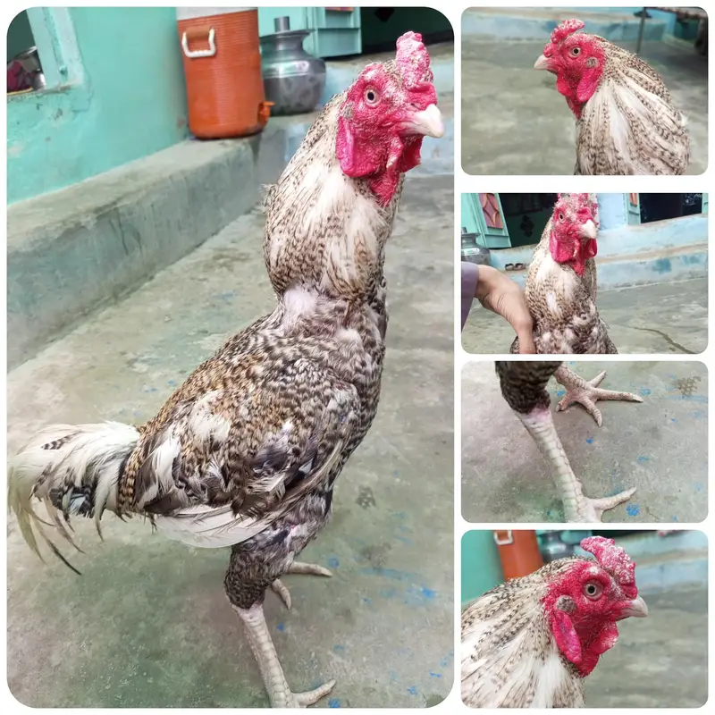 خالص سفید اسیل مرغا | White Aseel Rooster | صحت مند اور ایکٹو — photo 3