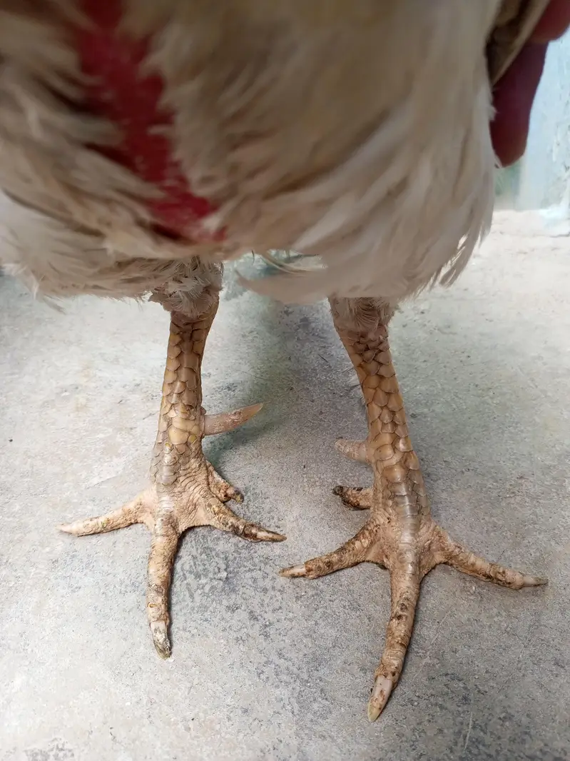 خالص سفید اسیل مرغا | White Aseel Rooster | صحت مند اور ایکٹو — photo 4