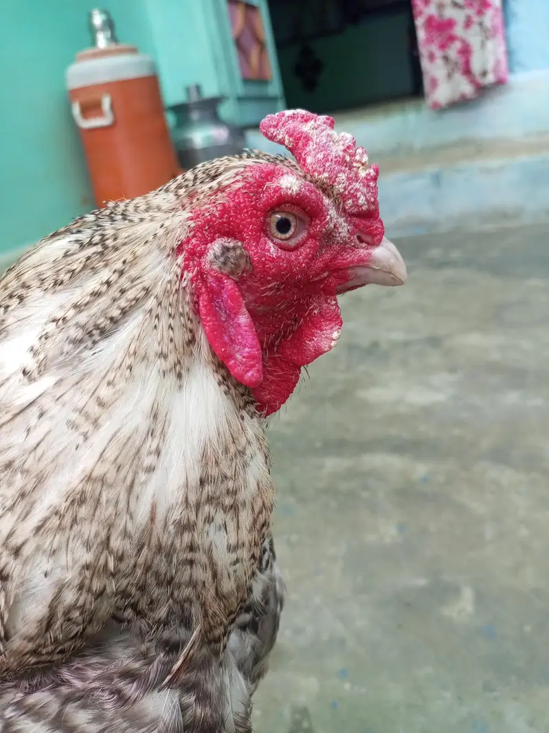 خالص سفید اسیل مرغا | White Aseel Rooster | صحت مند اور ایکٹو — photo 5