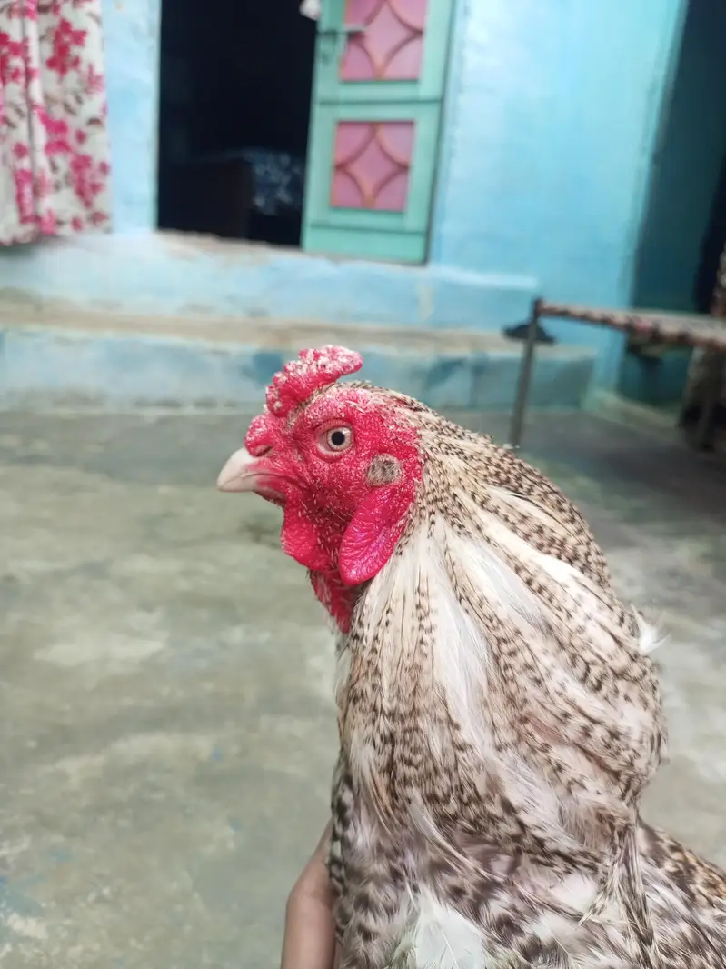خالص سفید اسیل مرغا | White Aseel Rooster | صحت مند اور ایکٹو — photo 6