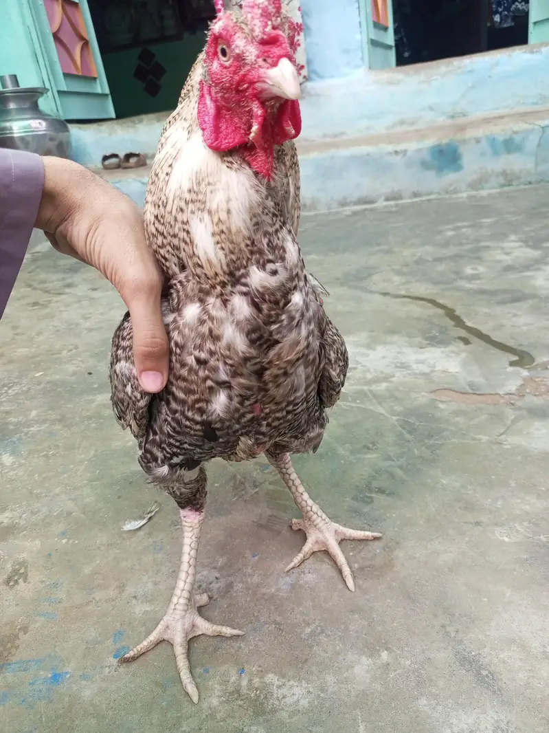 خالص سفید اسیل مرغا | White Aseel Rooster | صحت مند اور ایکٹو — photo 7