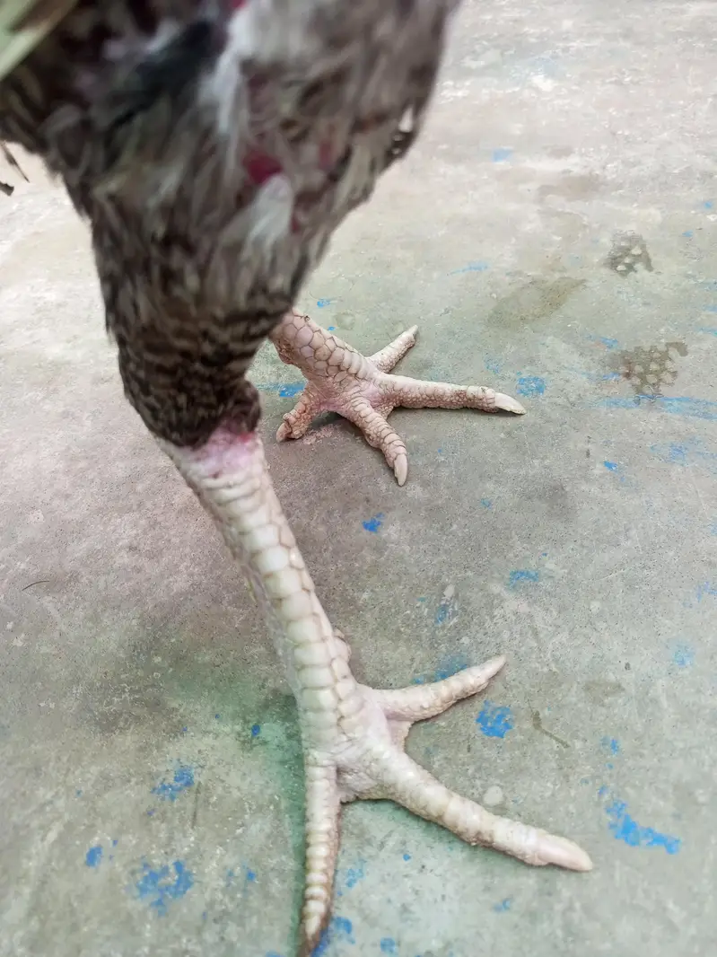 خالص سفید اسیل مرغا | White Aseel Rooster | صحت مند اور ایکٹو — photo 8