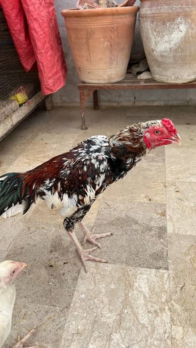 o shamo hens