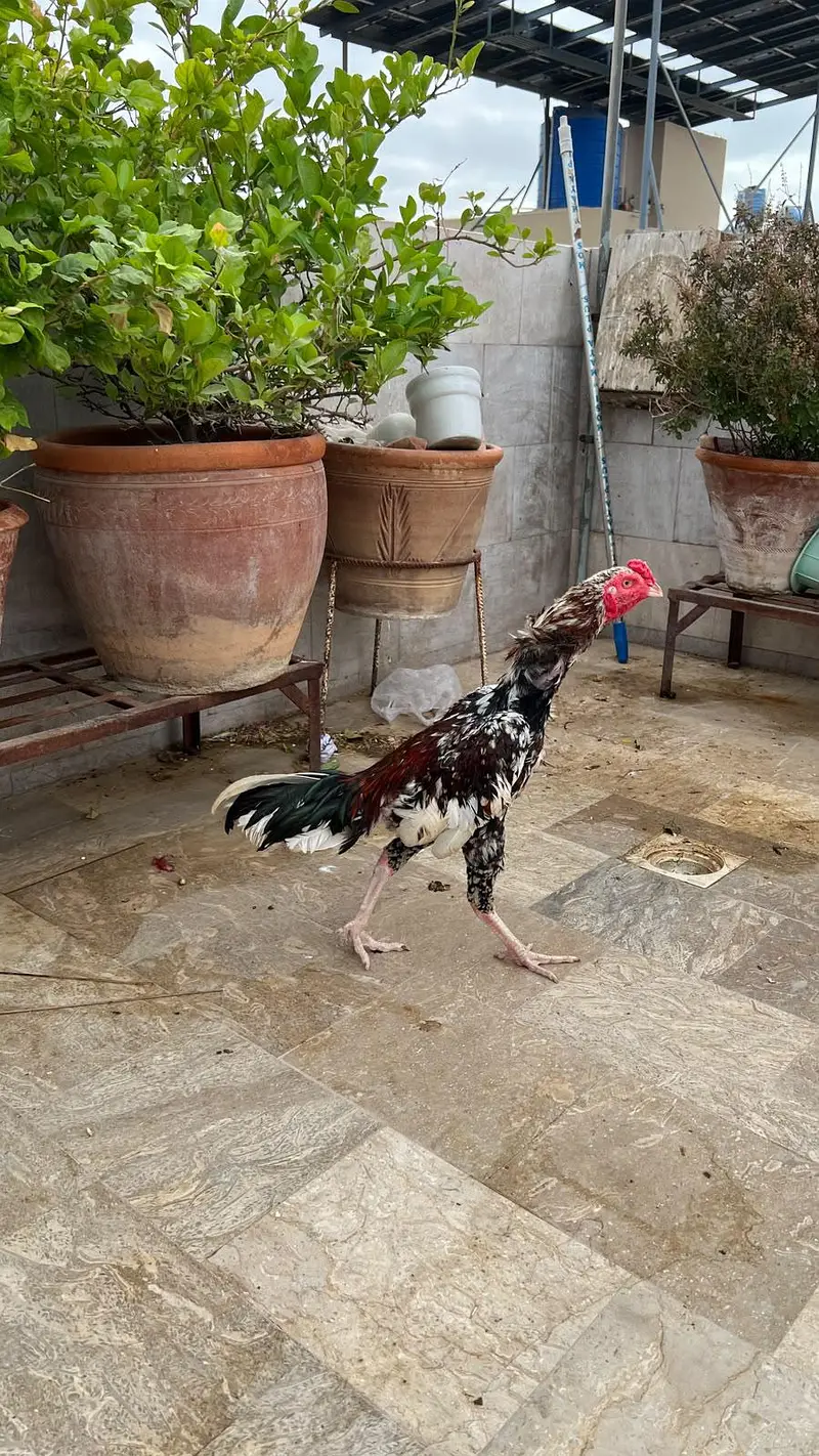 o shamo hens — photo 2