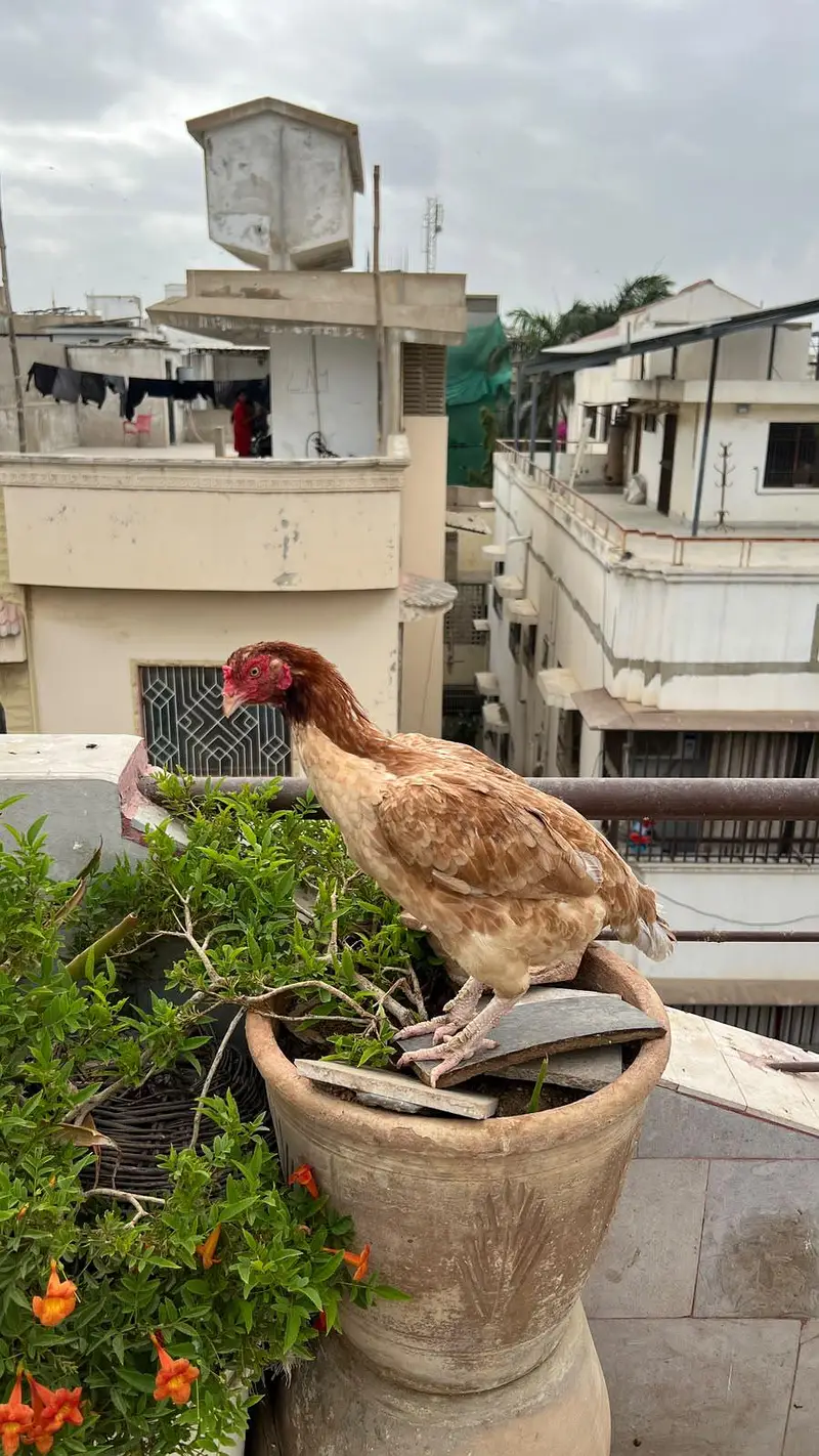 o shamo hens — photo 3