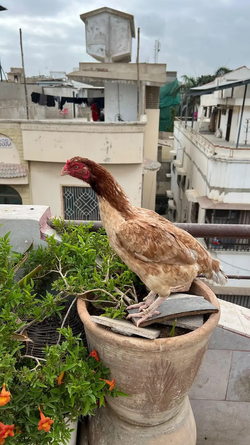 o shamo hens — photo 4