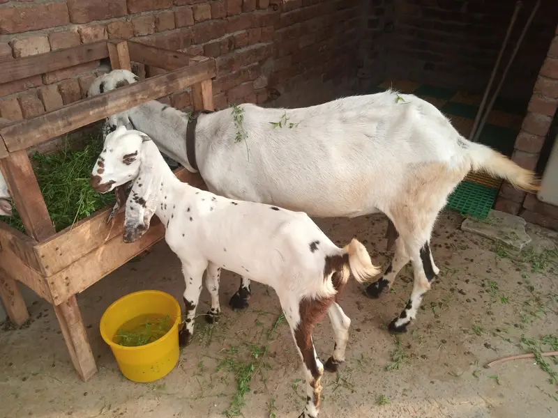 bakri 2 bachy or 1 mal  for sale location Faisalabad