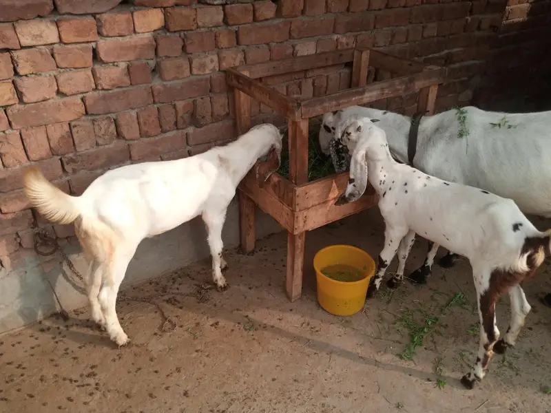 bakri 2 bachy or 1 mal  for sale location Faisalabad — photo 2