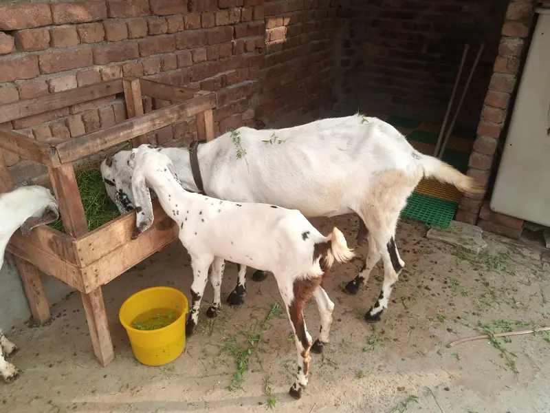 bakri 2 bachy or 1 mal  for sale location Faisalabad — photo 3
