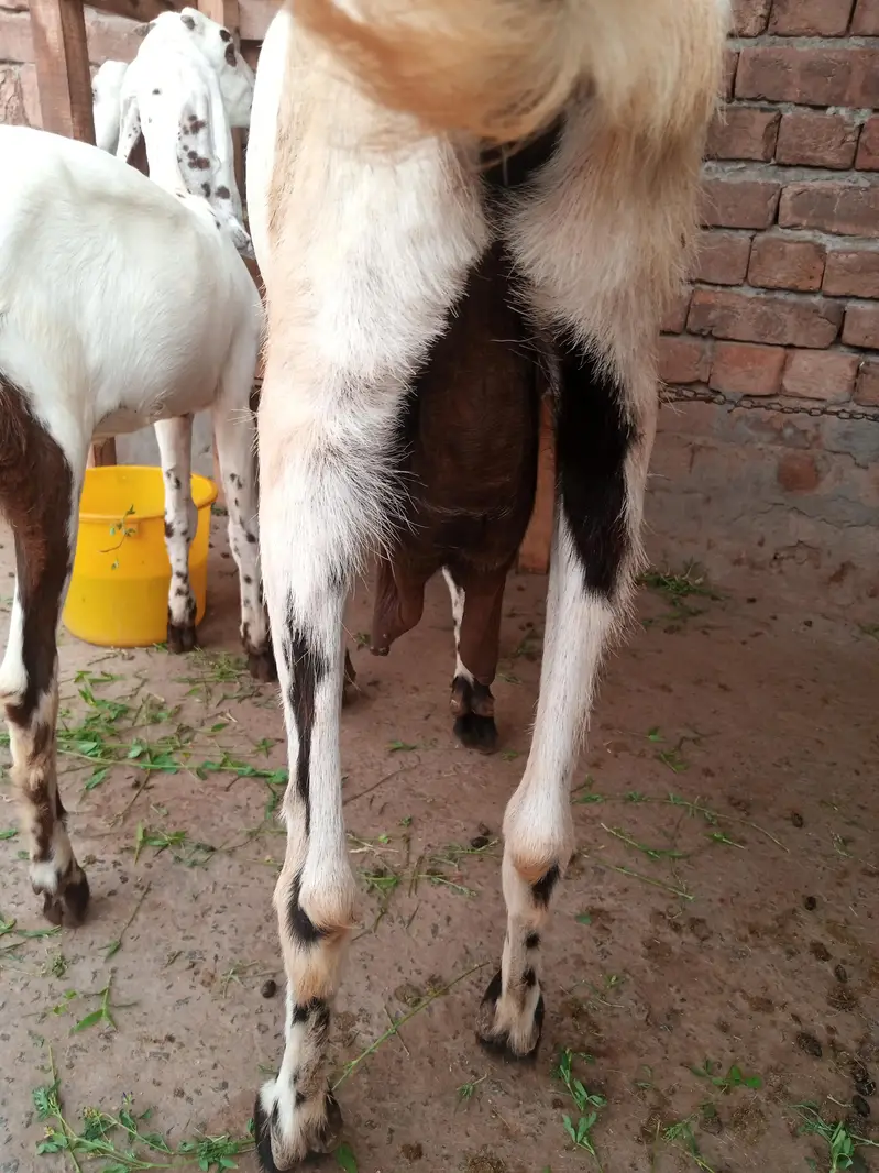 bakri 2 bachy or 1 mal  for sale location Faisalabad — photo 4