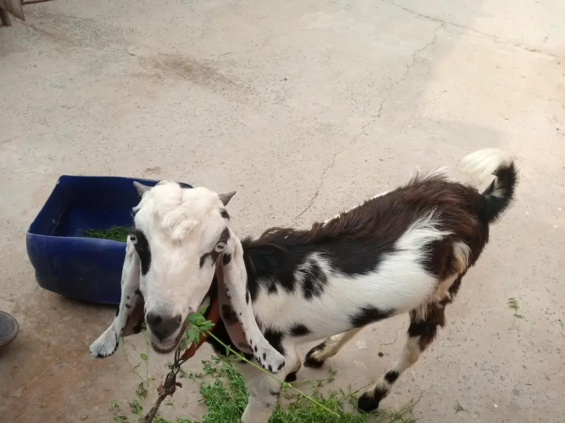 bakri 2 bachy or 1 mal  for sale location Faisalabad — photo 5