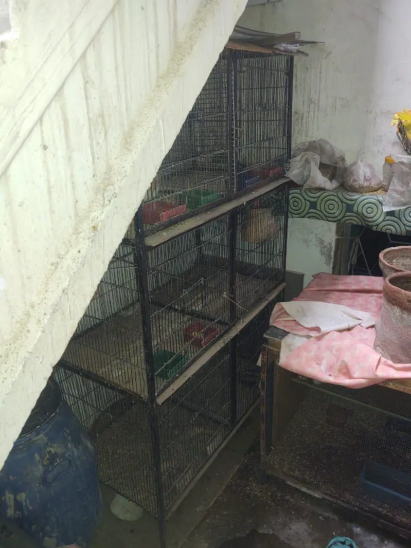 Bird cage 6 box available in good condition interested people's contac — photo 2