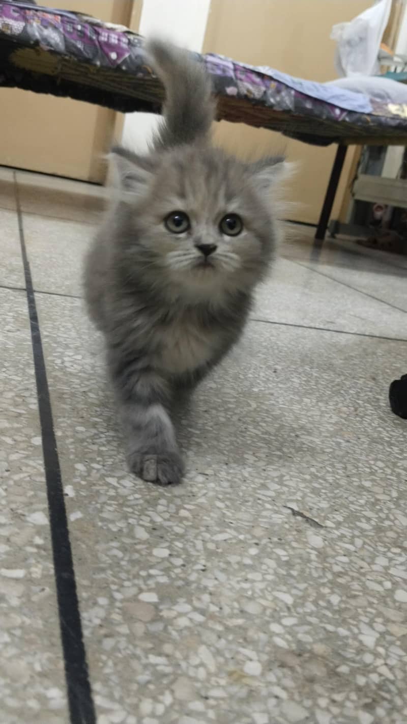 Gray kitten 0