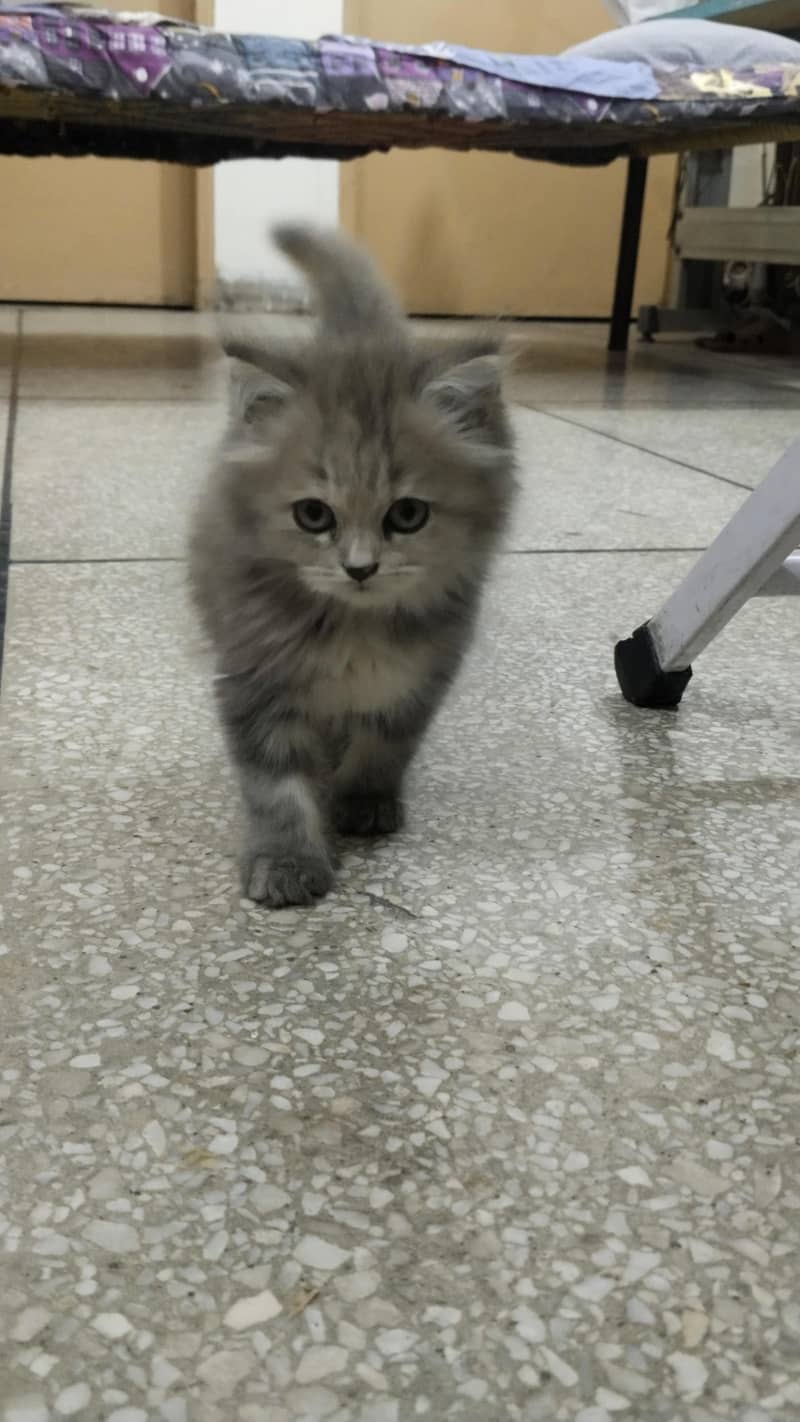 Gray kitten 1