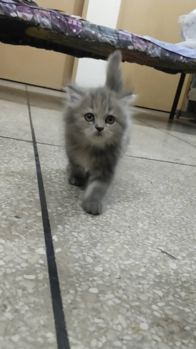 Gray kitten 2