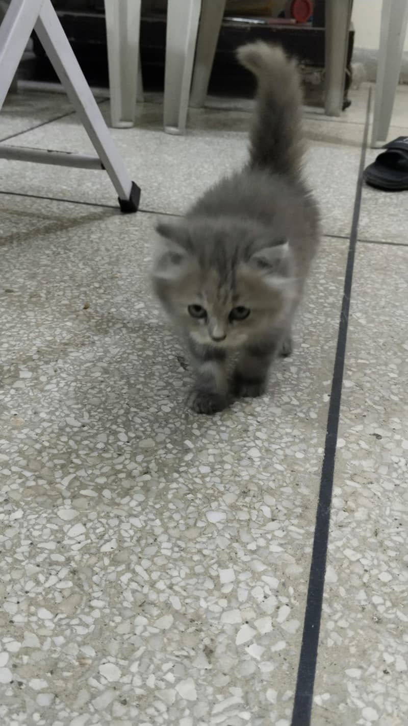 Gray kitten 3