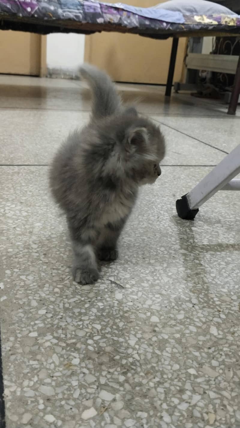 Gray kitten 4