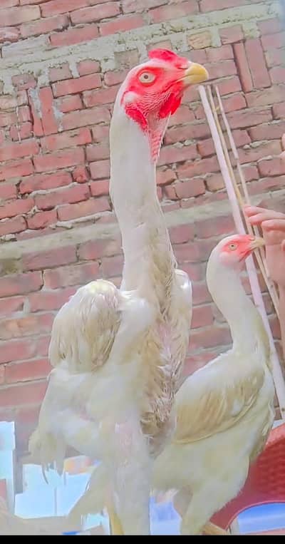ohh white Shamo Patha Pathi