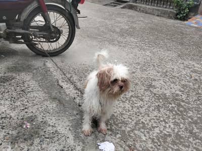 shih tzu| Shihtuzu | toy breed dog| puppies| dog | long hair shih tzu