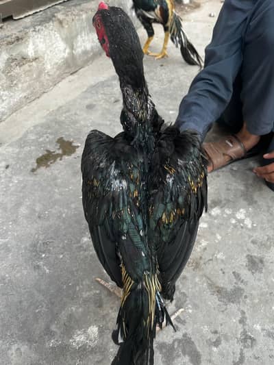 Aseel mianwali