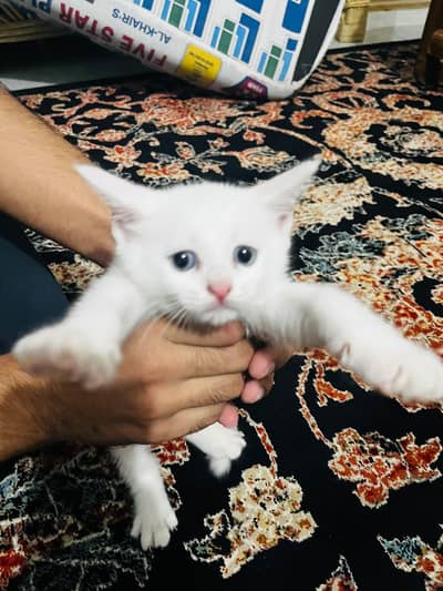 Persian white Pairs for sale