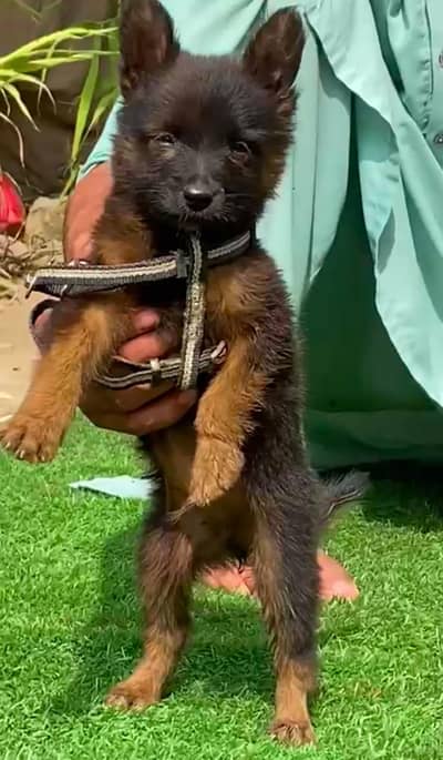Garman shepherd Male  03298202490