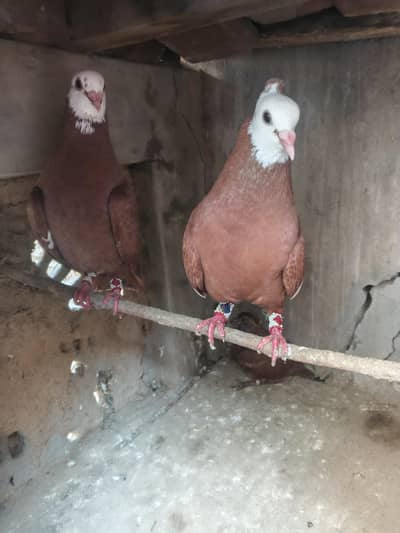 Red Jogi Breeder Pair