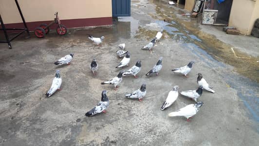 kabutr