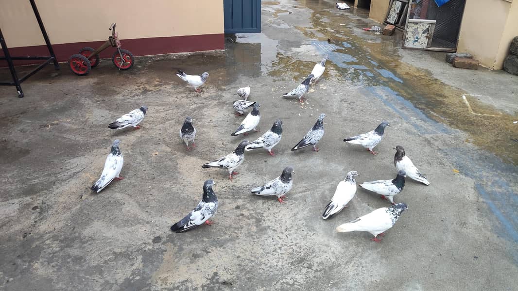 kabutr 0