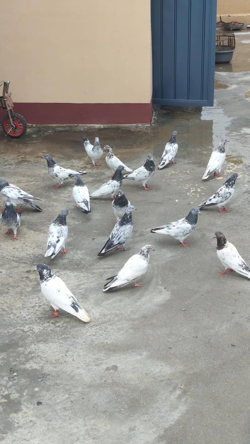 kabutr 1