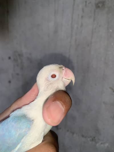Top quality achy size k confirm breeders pairs for sale