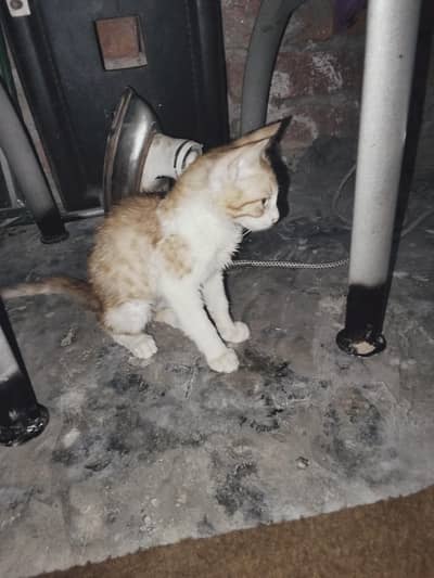 very nice cat