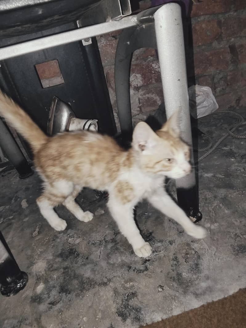 very nice cat 1