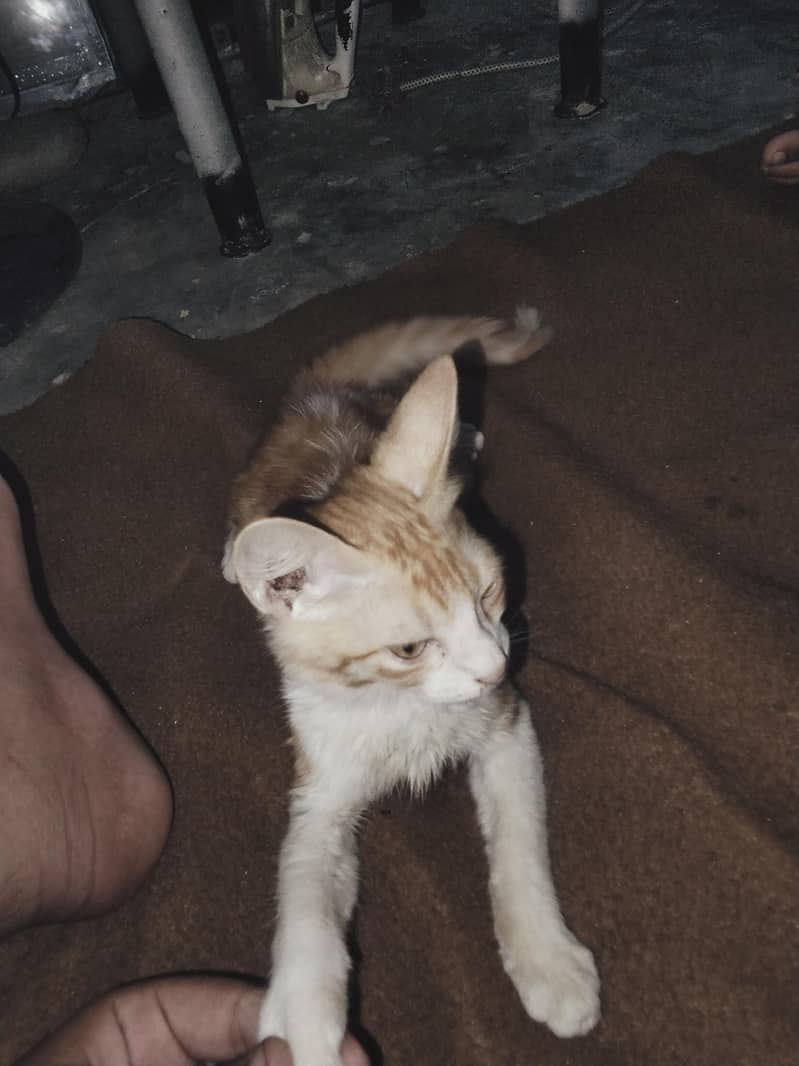 very nice cat 2