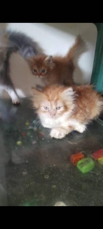 kittens for sale